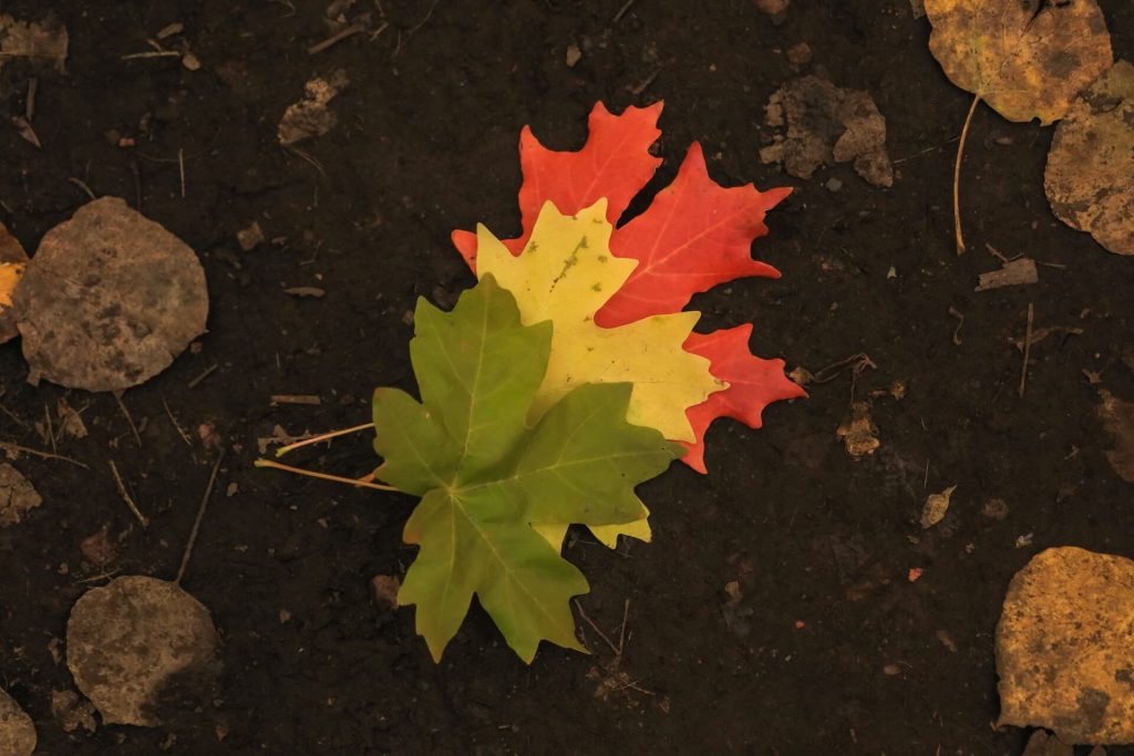 Navigating Life Transitions: How Coaching Can Help You Thrive